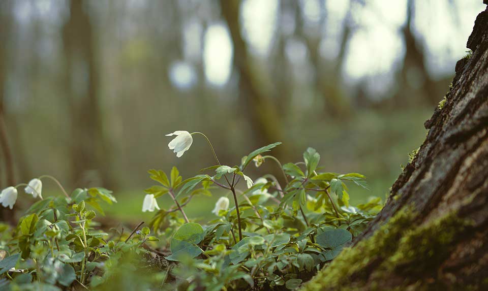 Anemone im Wald