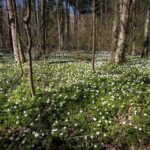 Krautschicht im Wald