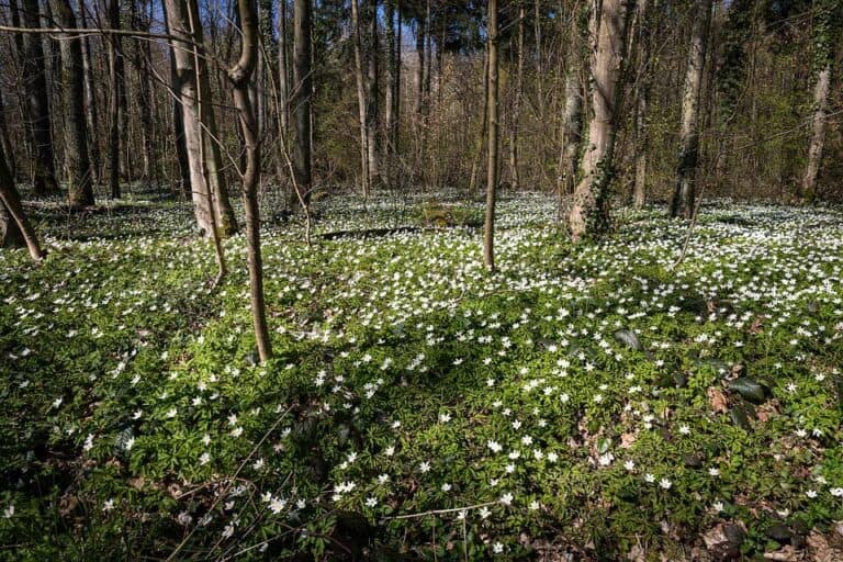 Mehr über den Artikel erfahren Krautschicht im Wald