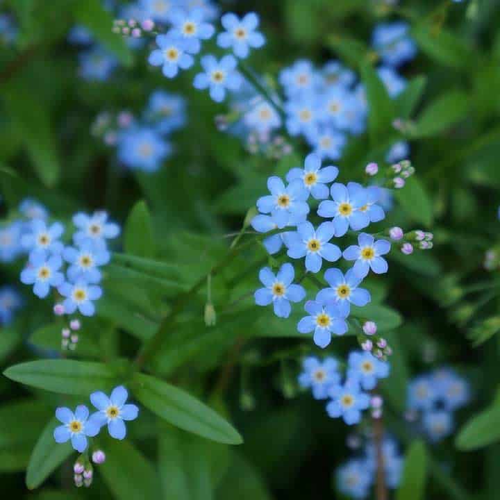 Myosotis sylvatica