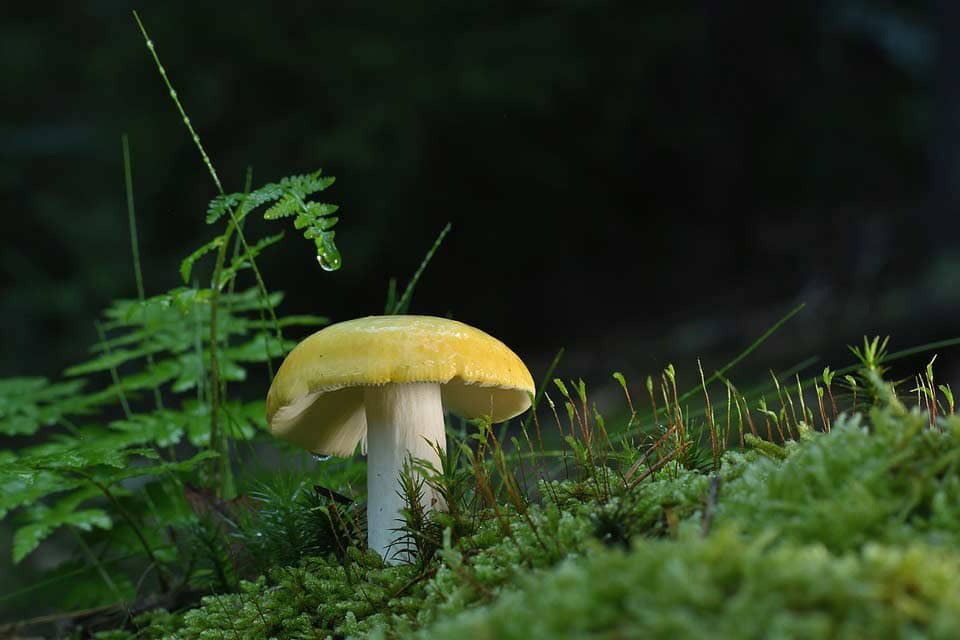 Pilz auf Moosschicht