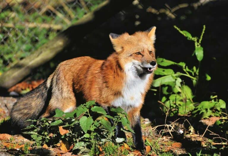 Mehr über den Artikel erfahren Fleischfresser im Wald