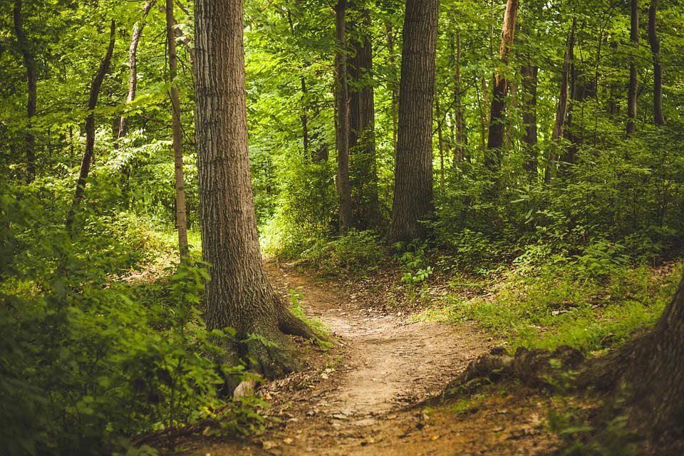 Du betrachtest gerade Strauchschicht im Wald