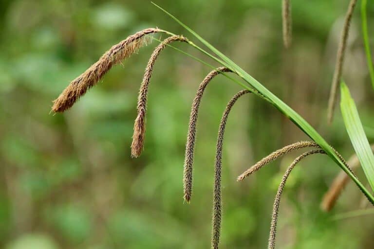 Mehr über den Artikel erfahren Wald-Segge