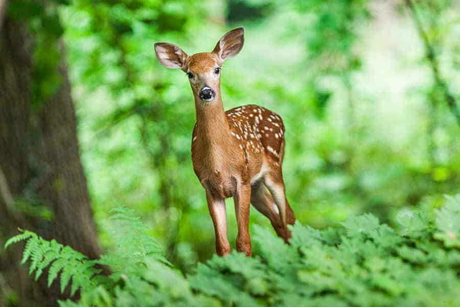 Reh im Wald