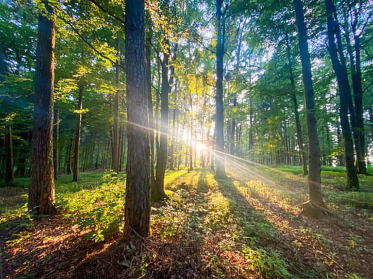Ab Wann Ist Ein Wald Ein Wald waldpedia.de