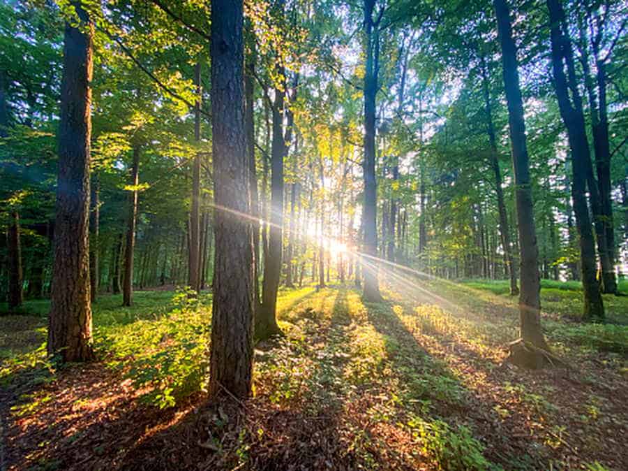 Der Wald mit Sonnenstrahlen zwischen den Bäumen