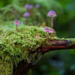 Der Stoffkreislauf im Wald