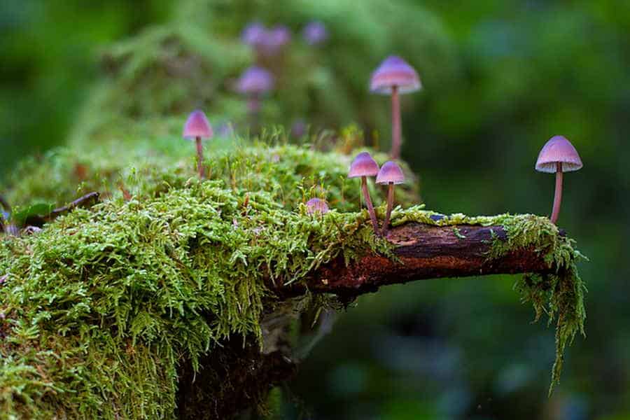 Du betrachtest gerade Der Stoffkreislauf im Wald