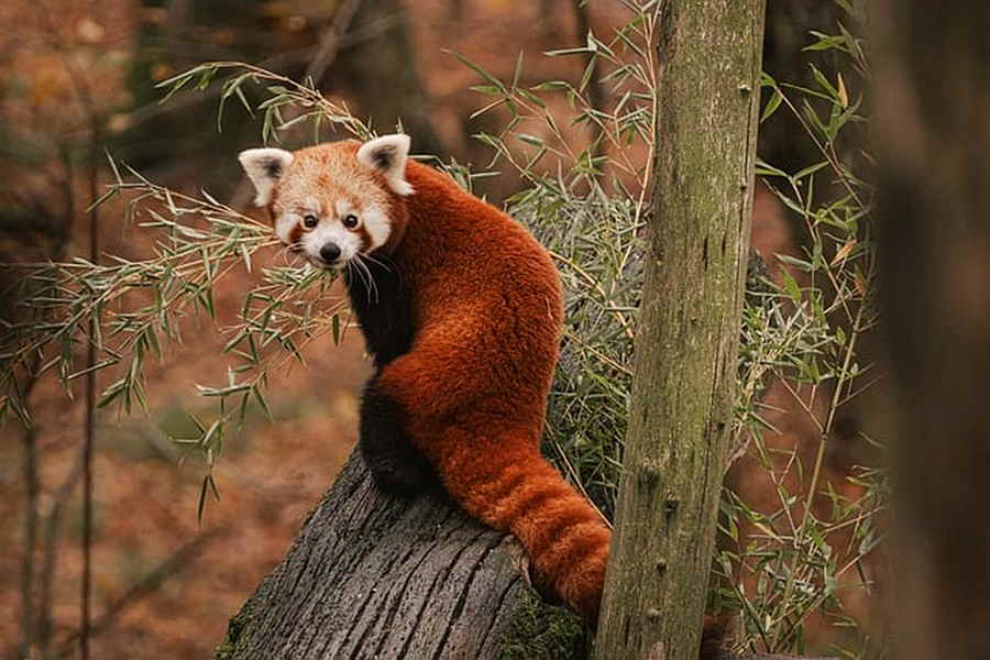 Roter Pandabär