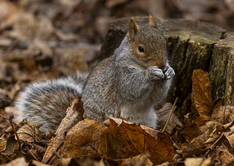 Mehr über den Artikel erfahren Wer frisst wen im Wald?