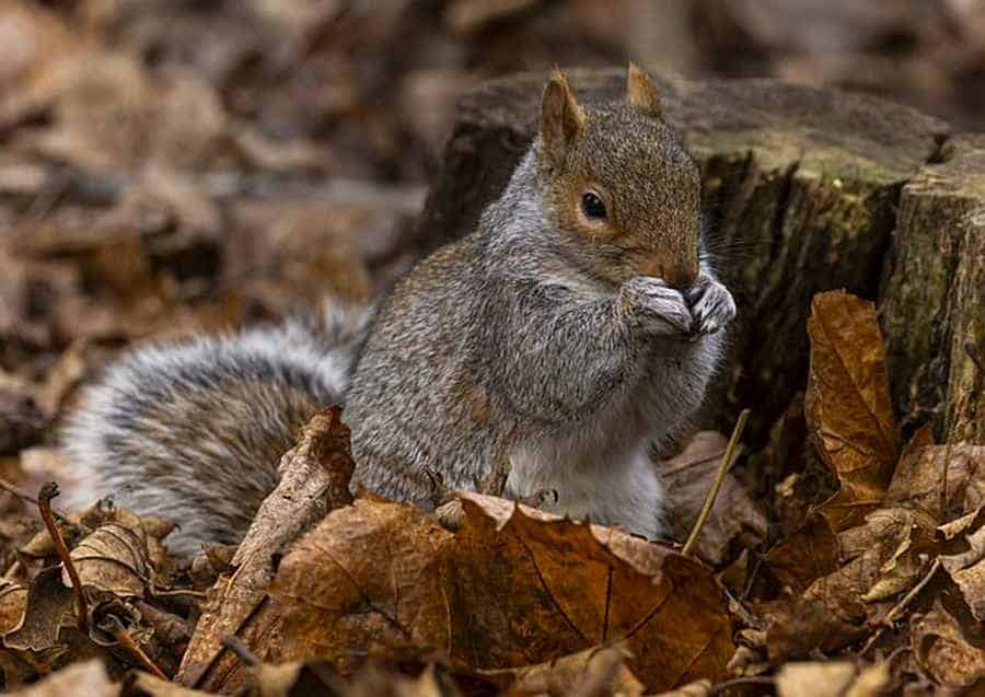 Du betrachtest gerade Wer frisst wen im Wald?