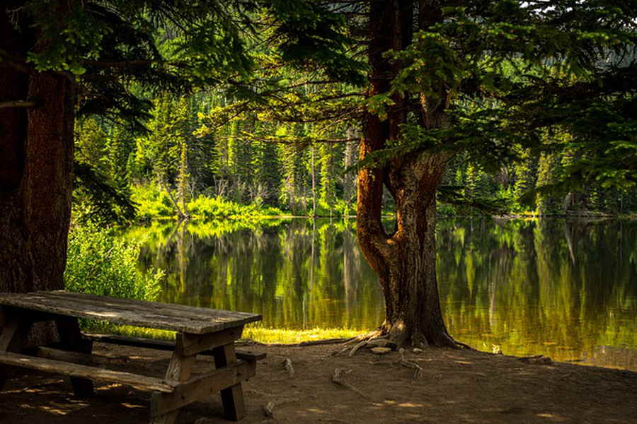 Der Wald als Ort der Erholung mit einer Bank