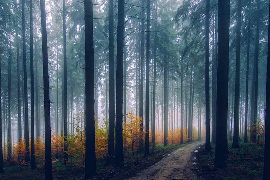 Der Wald mit einem kleinen Weg