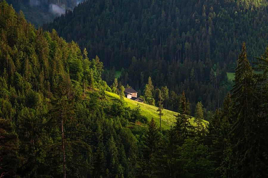 Wälder, die auch für Forstwirtschaft genutzt werden