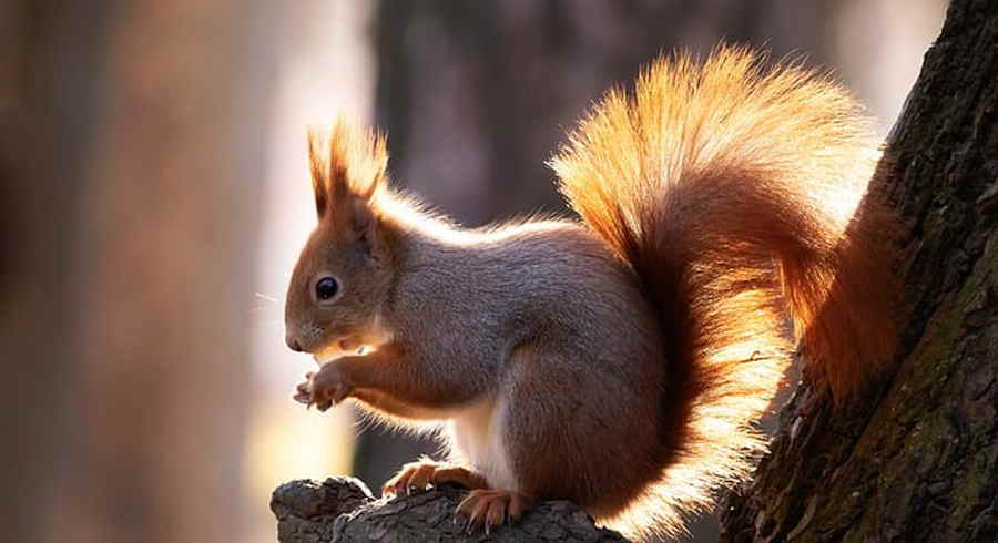 Eichhörnchen im Wald