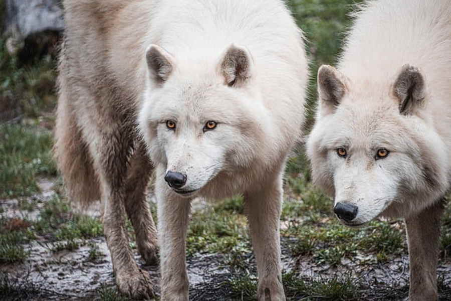 Polarwölfe im Wald