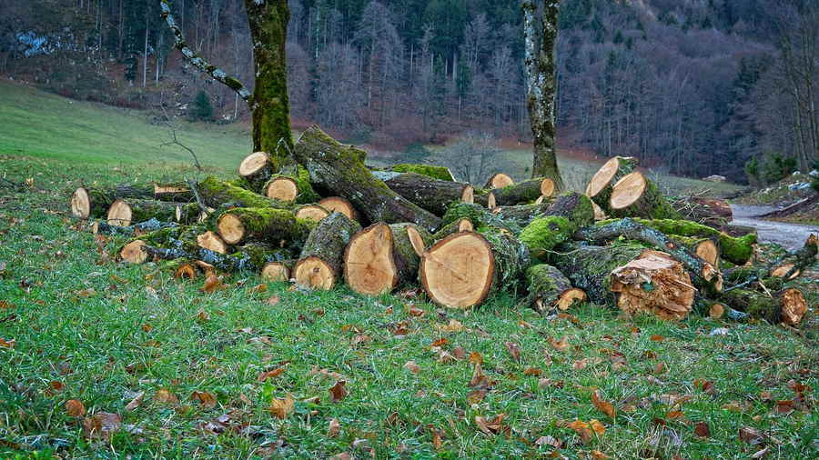 Wald- und Forstwirtschaft