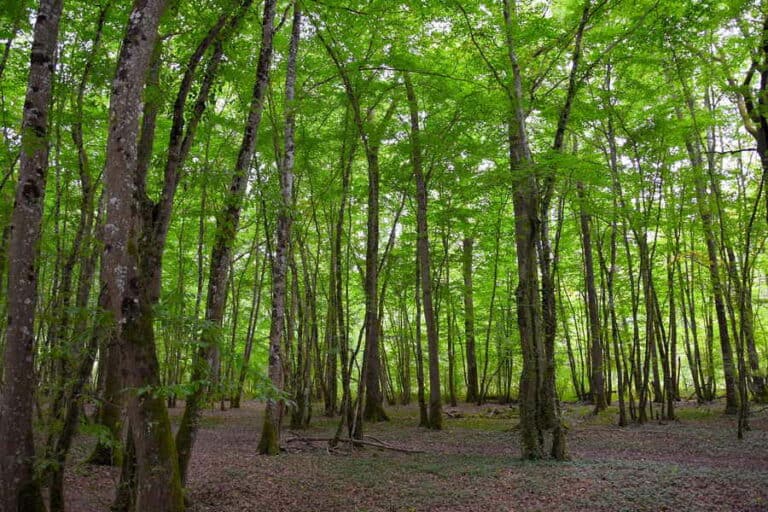 Mehr über den Artikel erfahren Baumschicht im Wald