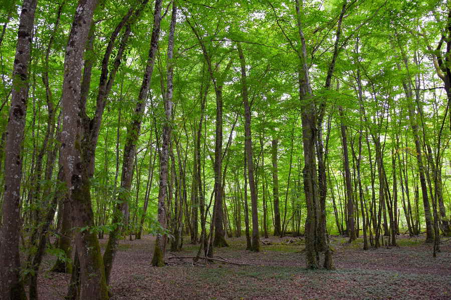 Du betrachtest gerade Baumschicht im Wald