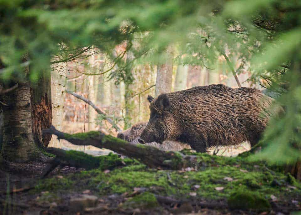 Wildschwein im Wald