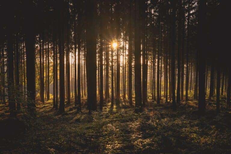 Mehr über den Artikel erfahren Unterschied zwischen Wald und Forst?