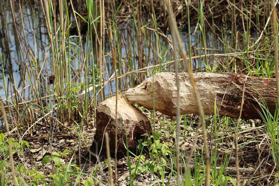 Baum vom Biber gefällt