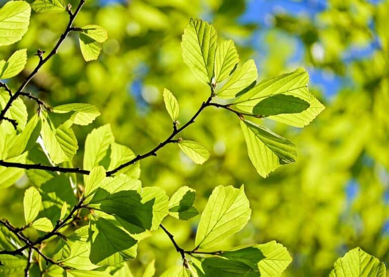 Mehr über den Artikel erfahren Bäume im Wald erkennen