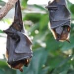 Fledermaus im Wald