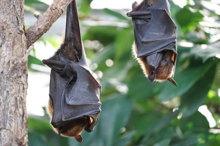 Mehr über den Artikel erfahren Fledermaus im Wald