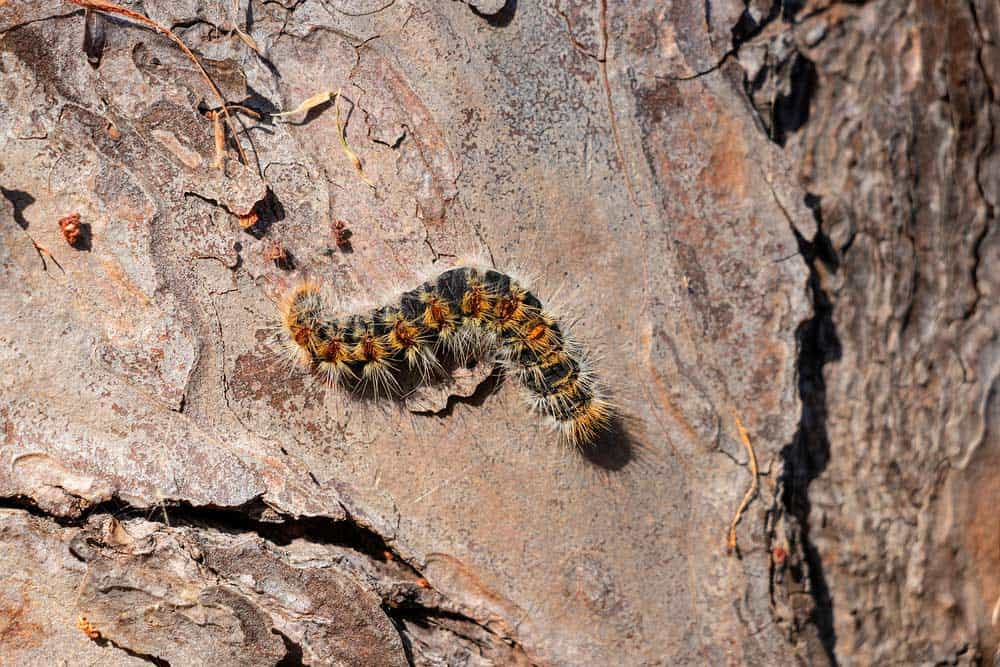 Kiefernprozessionsspinner (Agrilus planipennis) 