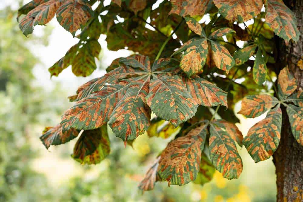 Kranke Kastanie durch Rosskastanienminiermotte (Cameraria ohridella)