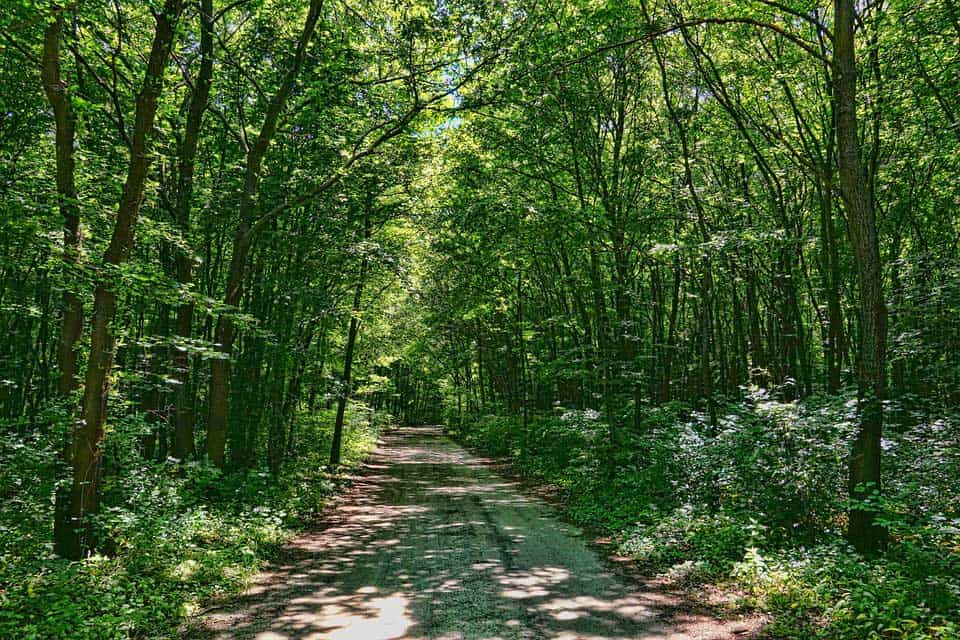 Laubwald mit Weg