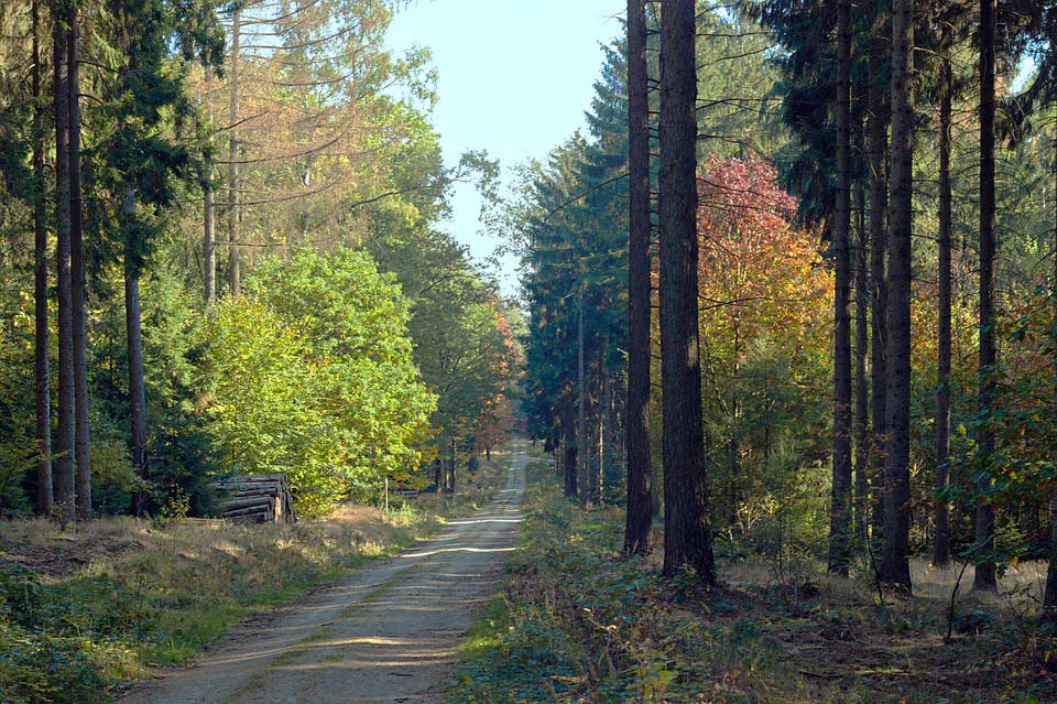 Mischwald mit Laub- und Nadelbäumen