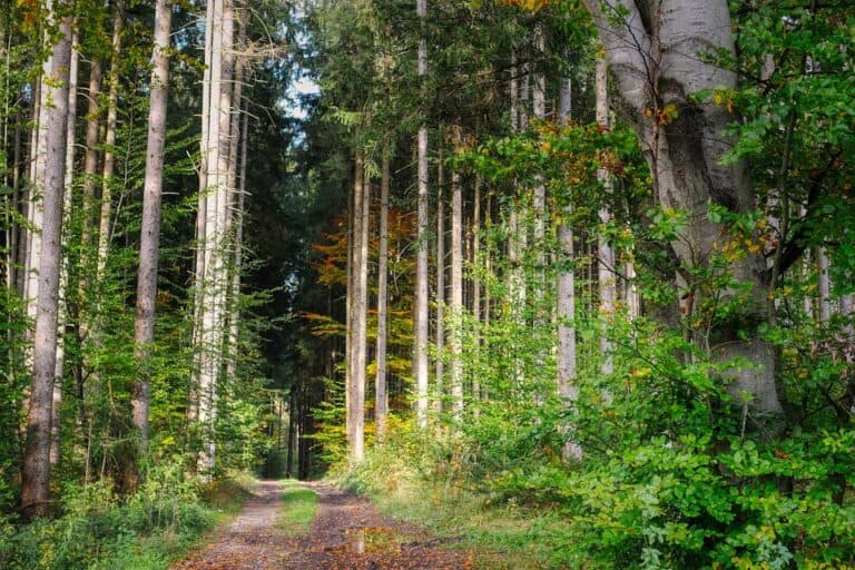 Mehr über den Artikel erfahren Bäume im Mischwald