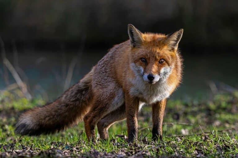 Mehr über den Artikel erfahren Rotfuchs im Wald