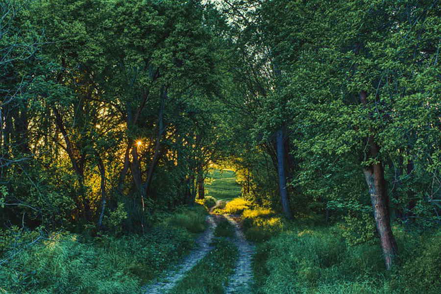 Laubbäume im Wald