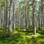 Bäume im Wald