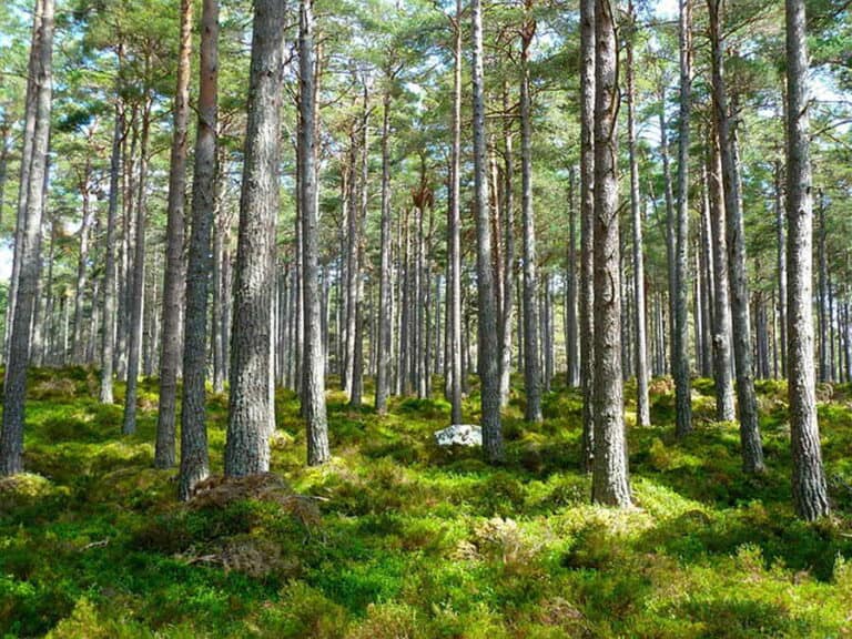 Mehr über den Artikel erfahren Bäume im Wald