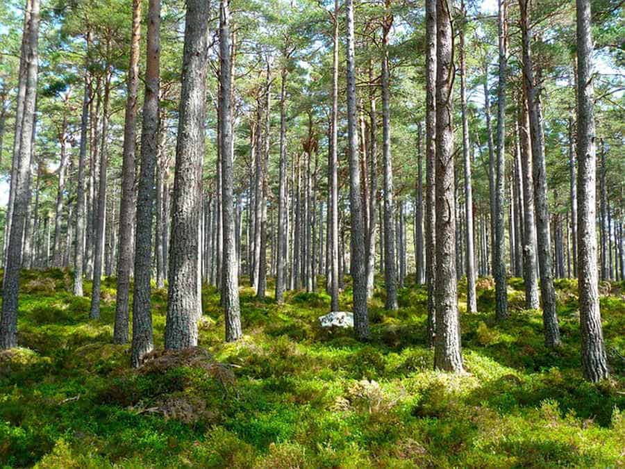 Du betrachtest gerade Bäume im Wald