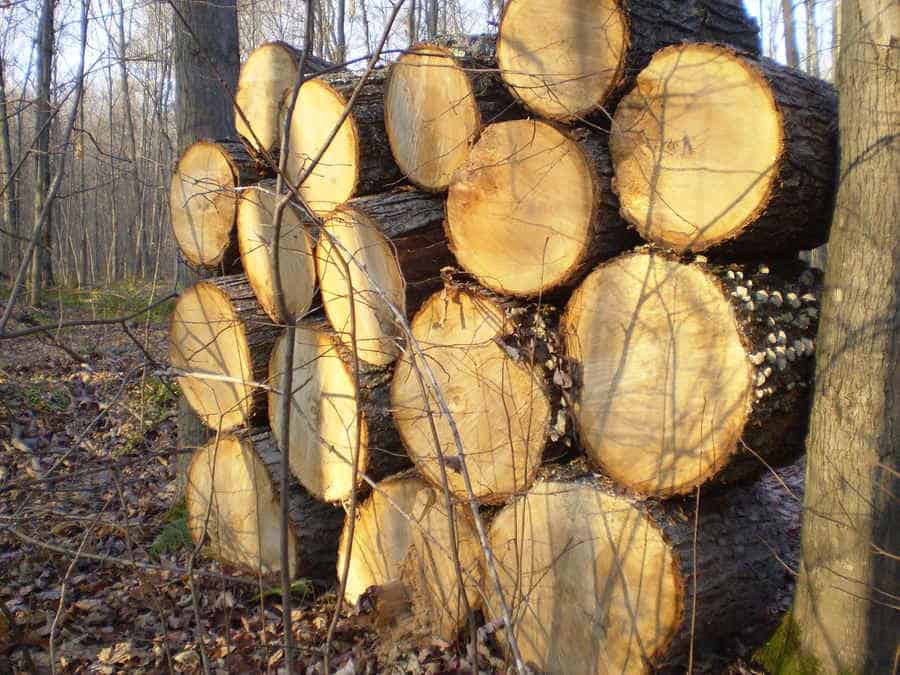 Holzwirtschaft als Teil der Forstwirtschaft