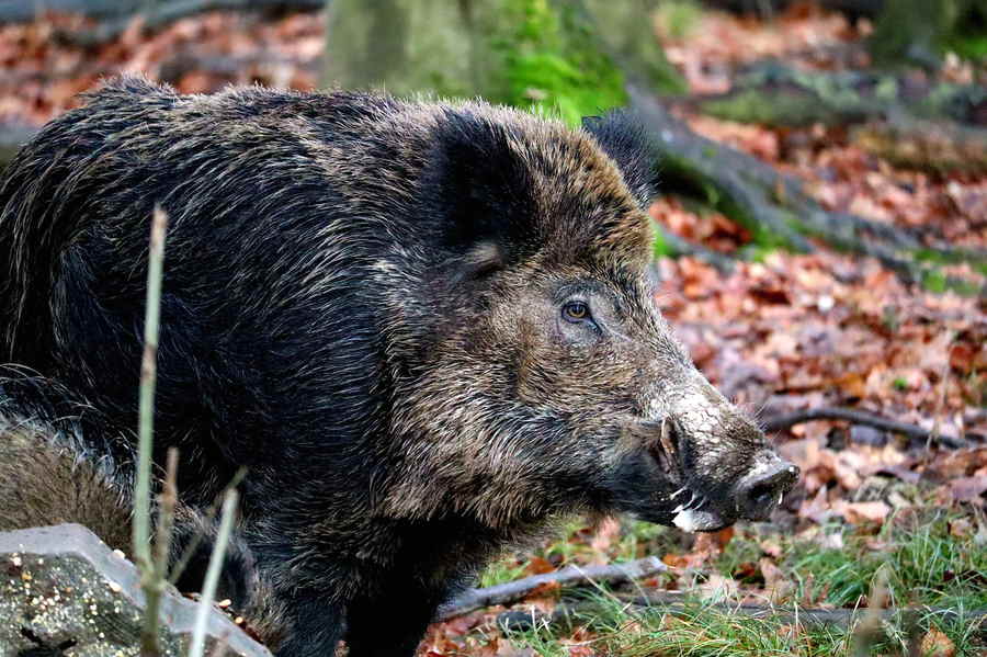 Wildschwein mögen einige Düfte, bestimmte Pflanzen, Lärm, Bewegung und Licht und einige Nahrungsmittel nicht