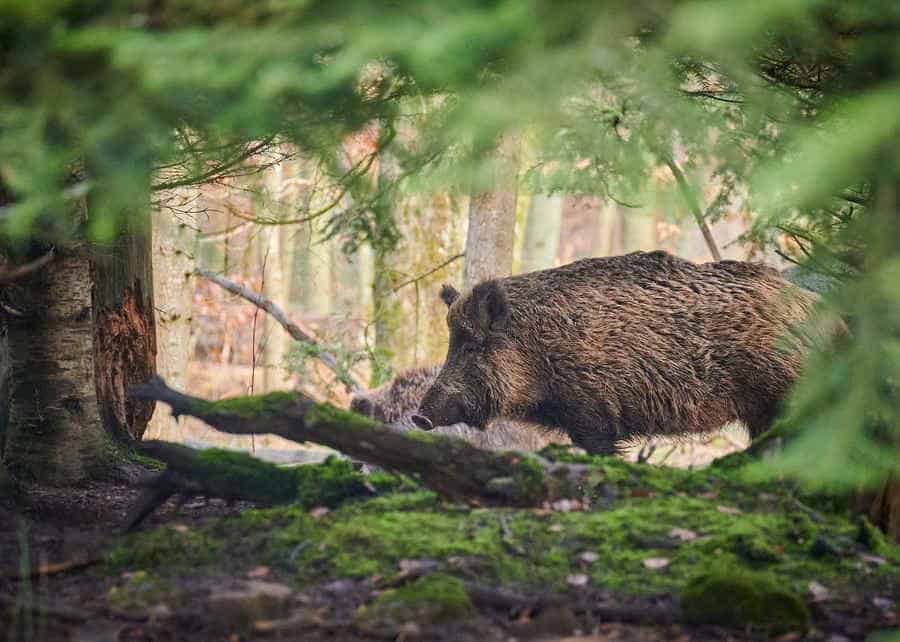 Du betrachtest gerade Wo leben Wildschweine?