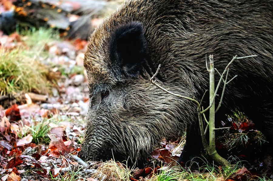 Wildschweine haben eine gute Nase und einen ausgesprochen guten Geruchssinn