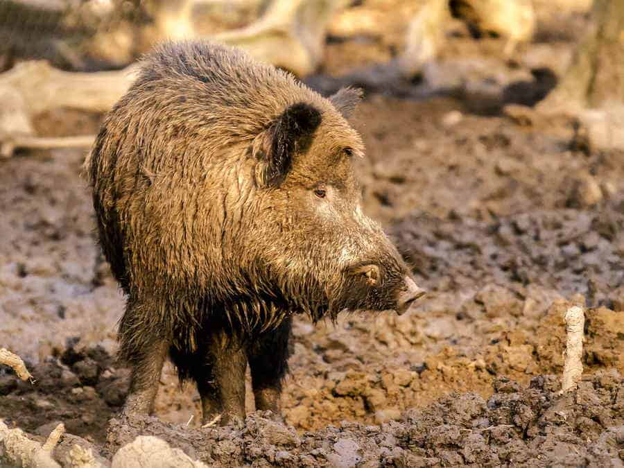 Du betrachtest gerade Wie viel wiegt ein Wildschwein?