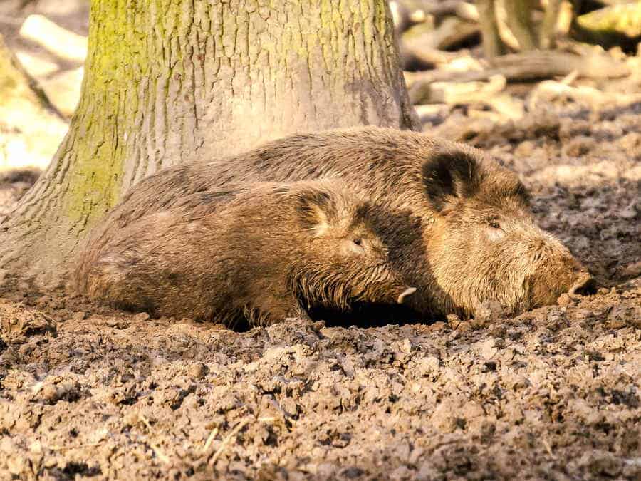 Wildschweine im Wald