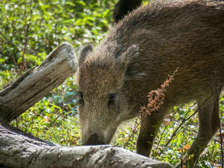 Mehr über den Artikel erfahren Warum riechen Wildschweine nach Maggi?