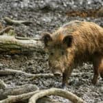 Welcher Geruch vertreibt Wildschweine?