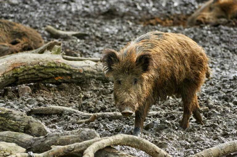 Mehr über den Artikel erfahren Welcher Geruch vertreibt Wildschweine?