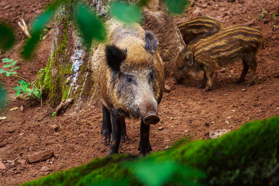 Wildschweine in unseren Wäldern